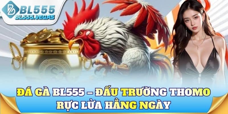 Đá gà BL555 – Đấu trường Thomo rực lửa hằng ngày